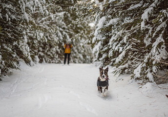 Dog runs through fresh snow while walking with owner in Maine