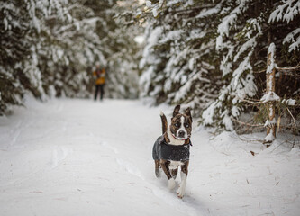 Dog with floppy ears runs through fresh fallen snow in Maine