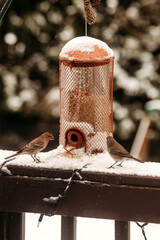 birds and a bird feeder in the winter snow