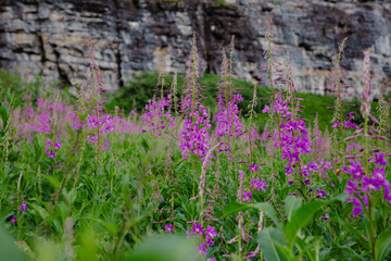 Purple wild flowers in spring meadow
