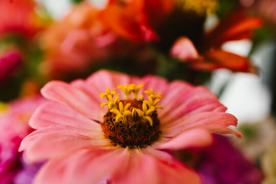 Close up macro details of center of pink zinnias - Powered by Adobe