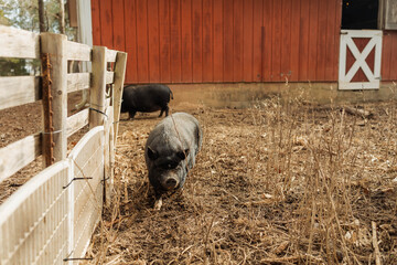 Pot belly pig inside their pen