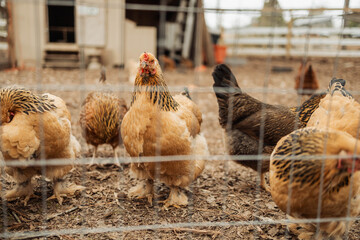 Chickens outside of their coop © Cavan