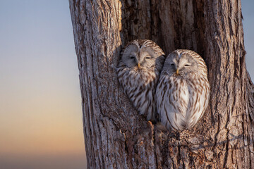 エゾフクロウの夫婦