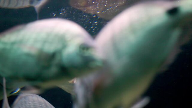 School of sea bream fish swimming underwater