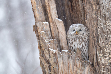 冬のエゾフクロウ