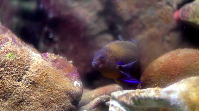 Indigo damselfish swimming in a marine reef aquarium