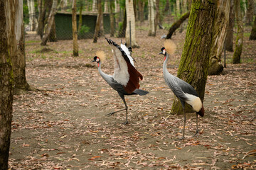 Fototapeta premium Two grey crowned cranes on leaf-strewn ground. One graceful bird dances in front of other, delicate mating rituals, and male wards off other with outstretched wings. Conservation of endangered birds