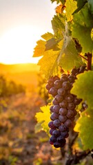 Vine grapes hanging in golden sunset light in a vineyard, bright leaves