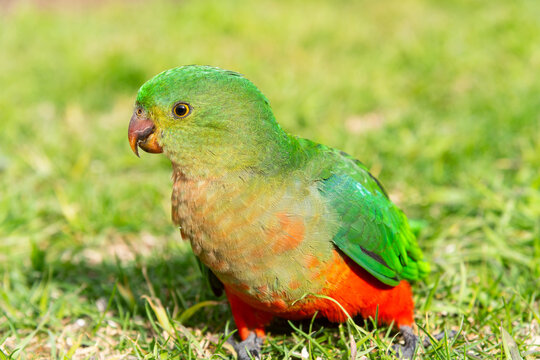 The Australian king parrot (Alisterus scapularis), a species of parrot common in eastern Australia