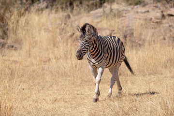 Obraz premium Zebra stallion walking in South Africa RSA