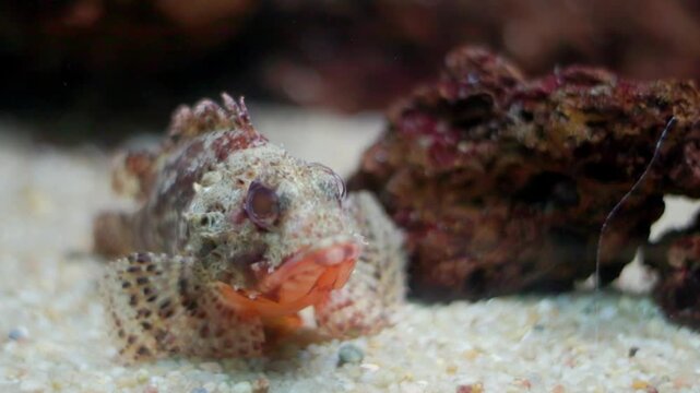 Camouflaged stonefish resting on the sandy seabed