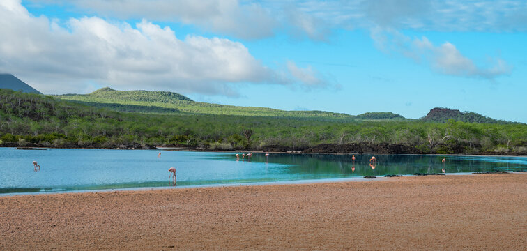 Flamingo Bay and Beach Landscape on Floreana Island at Punta Cormorant, Galapagos