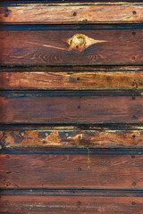 Rustic aged wood texture background with brown planks, blue paint traces and nails.