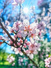 Peach blossom with pink flowers, sakura in spring.