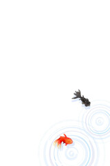 Naklejka premium Top view of goldfish swimming with water ripples, minimal Japanese style illustration(vertical)