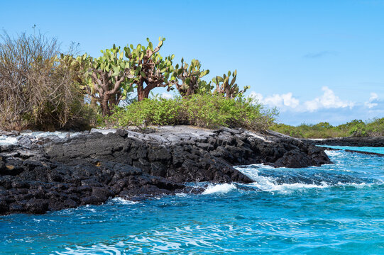 Cactus Trees on Lava Rocks Along the Coastline of Floreana Island, Galapagos