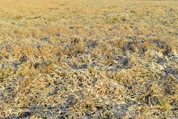 Frosty grass in a field in early winter.