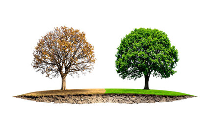 two trees, one lush green, other dry and leafless, climate change and deforestation concept, strong visual metaphor, isolated on transparent background
