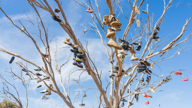 Various types of footwear hanging from a dead tree on a roadside