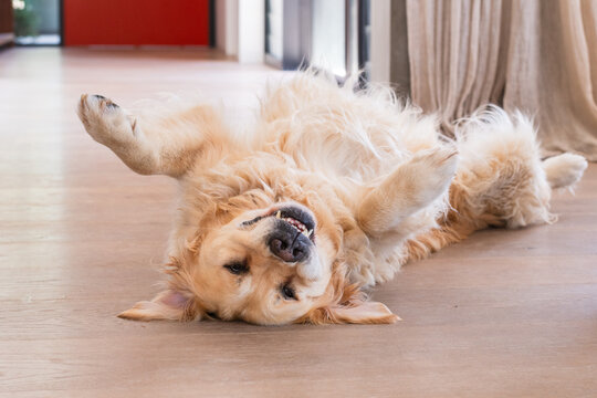 Golden Retriever being goofy rolling on the floor, begging for a pat