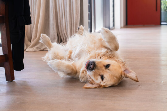 Golden Retriever being goofy rolling on the floor, begging for a pat