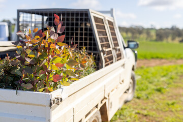 Farm ute with tree seedlings on the back ready to plant out for on farm revegetation efforts