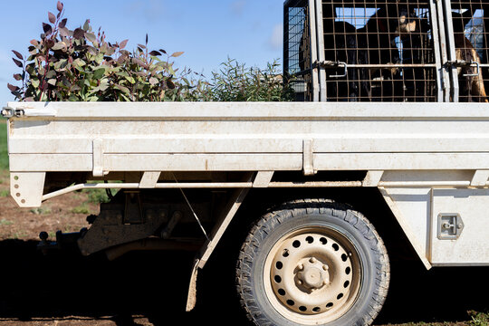 Farm ute with tree seedlings on the back ready to plant out for on farm revegetation efforts