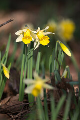Obraz premium Jonquilles sauvages