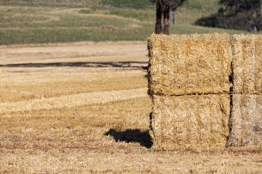 Big squares of barley straw bales stacked in a paddock