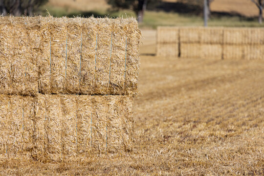 Big squares of barley straw bales stacked in a paddock