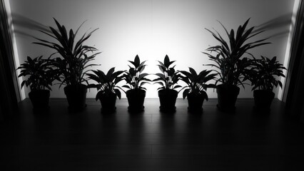 Silhouette of potted plants arranged symmetrically, with light reflecting off the back wall