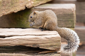 Squirrel eating a nut on the wood.