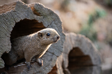 Squirrel looking out from the hole in a tree trunk.