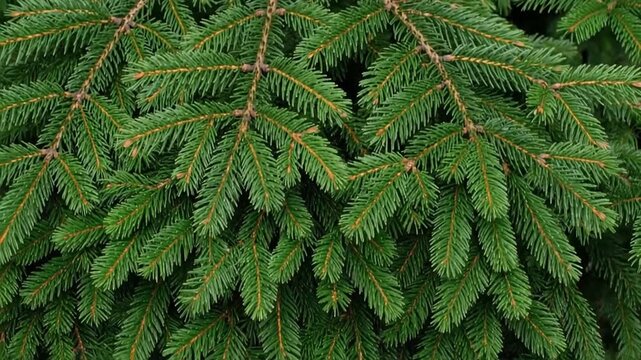 A detailed image of a green conifer with layered branches and needle-like leaves filling the frame