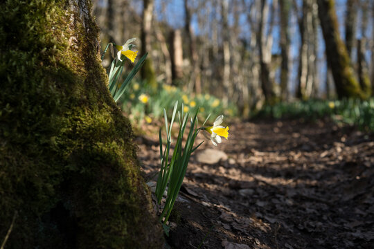 Jonquilles sauvages