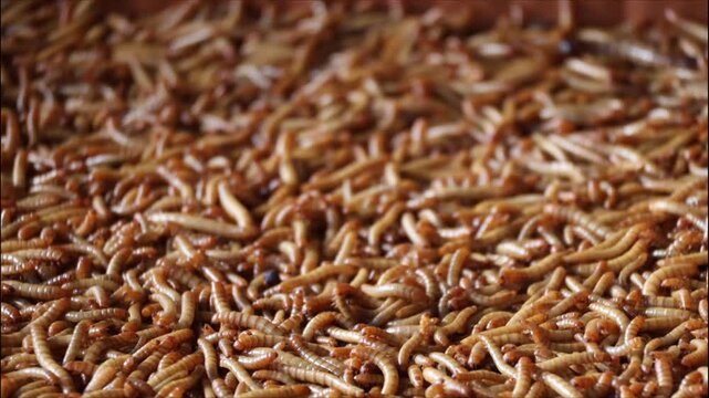 Group of superworm. A scatter of mealworm larvae, used for feeding birds, reptiles or fish,Filming,Stages of the meal worm the life cycle of a mealworm