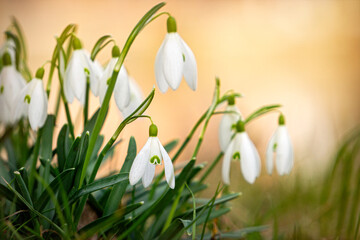 White blooming snowdrops. First spring forest flowers