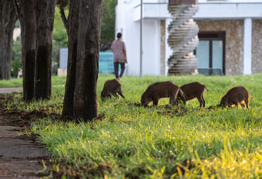 Group of wild boar piglets foraging freely in a grassy urban park at sunrise. A woman walks by in the background, illustrating wildlife presence in human spaces. Urban wildlife concept.