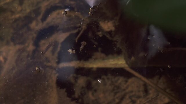 mosquito larvae at water surface close up