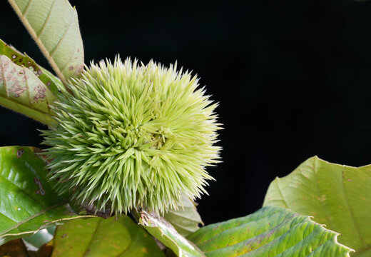 Stickery needles still green on a chestnut still growing