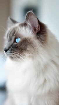 Majestic domestic cat, furry feline animal with piercing bright blue eyes. Longhair coat, calm pet displays watchful profile expression, exuding gentle, serene nature for gorgeous portrait