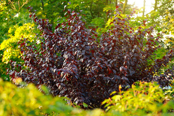 spring season blossom trees bright sun rise morning time glare effect above garden leaves green and brown colors natural background frame