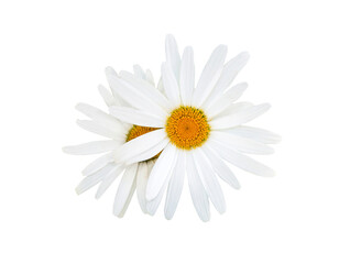 Chamomile, daisy  flowers isolated on a white