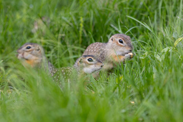 Speckled ground squirrel animals standing in the grass close up