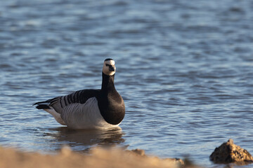 Barnacle goose standing on the river bank, close-up