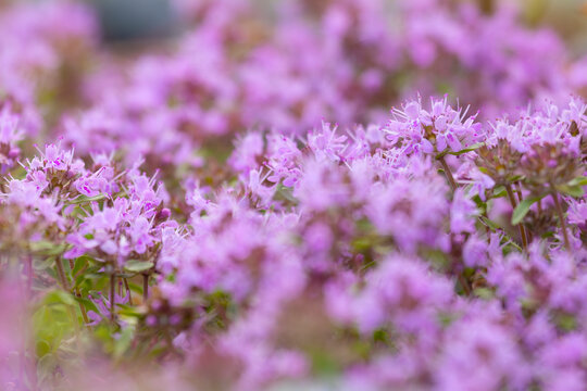 Blooming sticky catchfly or Viscaria vulgaris as background for design