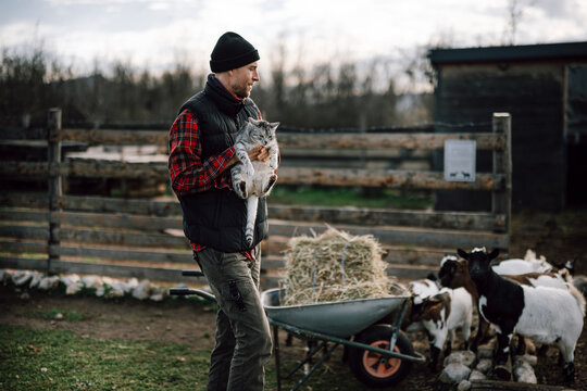 Farmer carries cat while goats gather around a wheelbarrow