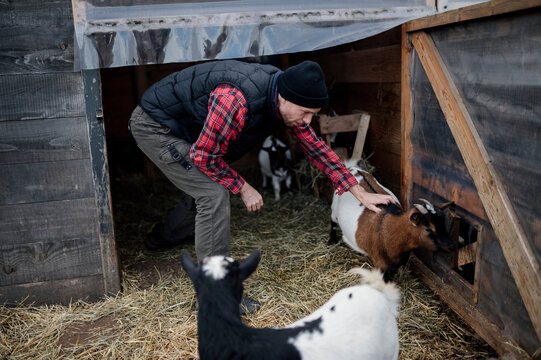 Farmer interacts with goats in barn