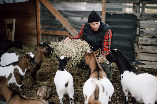 Farmer feeds goats hay in barn